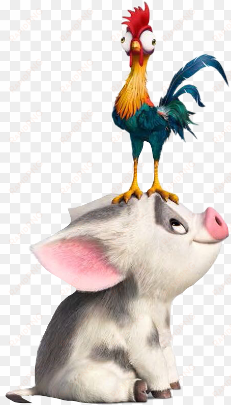 Hei Hei The Rooster Moana The Walt Disney Company Film - Moana Pua And Hei Hei transparent png image