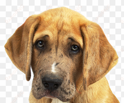 help us help pets in need - droopy puppy dog eyes