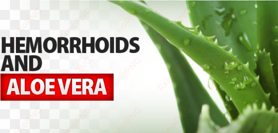 hemorrhoid and aloe vera - kodiake eye zinc - organic eye cream with zinc oxide,