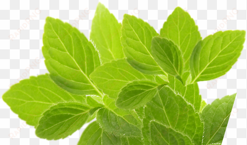 herb png picture - herb template