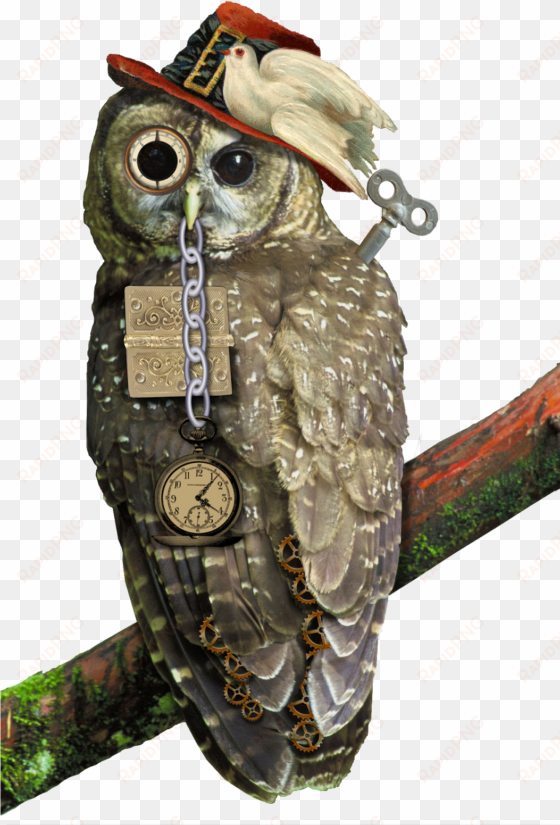 here is my newest steampunk image - perched northern spotted owl journal: take notes, write