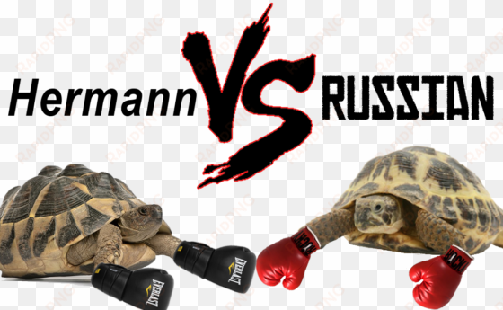hermann vs russian tortoise - hermann's tortoise vs russian tortoise