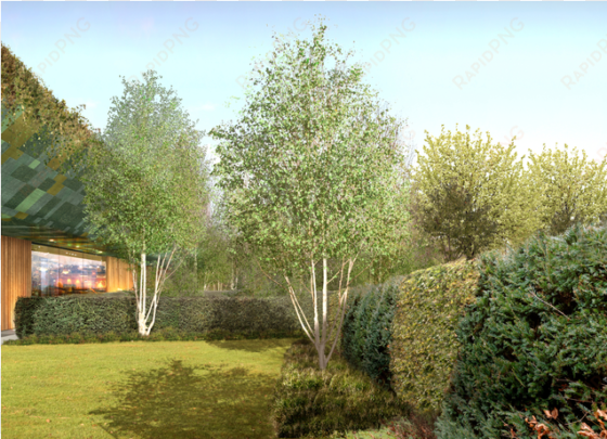 hersham golf club - canoe birch