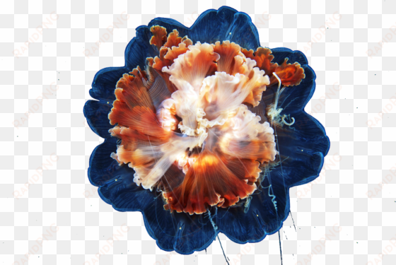 hfgm 2015 03 15 - lion's mane jellyfish