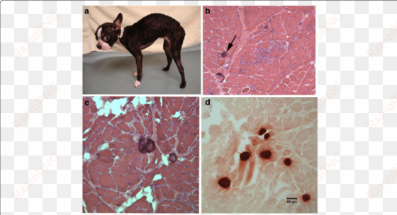 histopathology of muscle biopsies from a female boston - pest