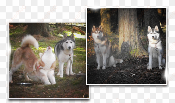 history siberian husky history siberian husky - siberian husky