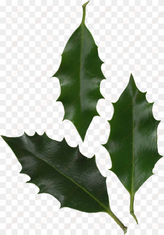 holly leaves photo - holly leaf png