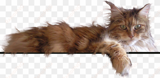 home page png - maine coon cats png