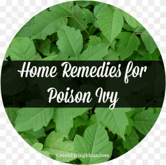 home remedies for poison ivy - houston, texas - retro skyline - lantern press artwork