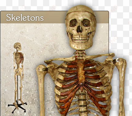 home-skeletons - skeleton