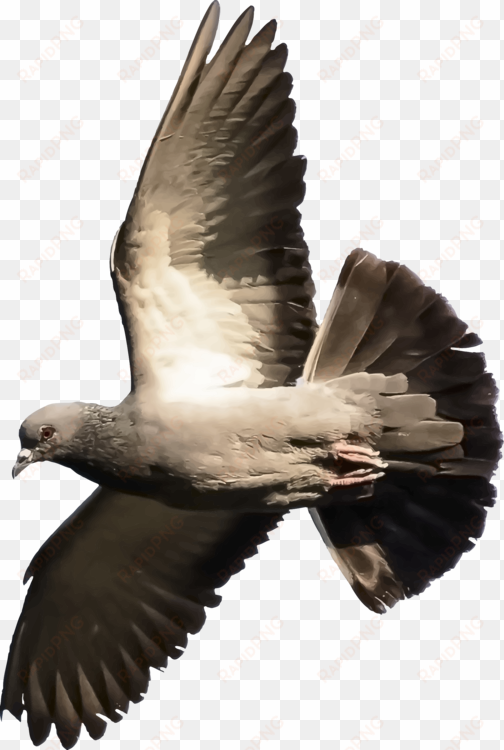 homing pigeon columbidae fantail pigeon indian fantail - fantail pigeon