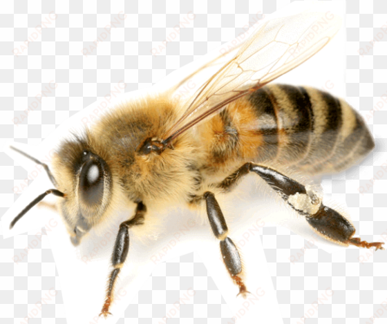 Honey Bee Png - Bee Book For Beginners: An Apiculture Starter Or How transparent png image