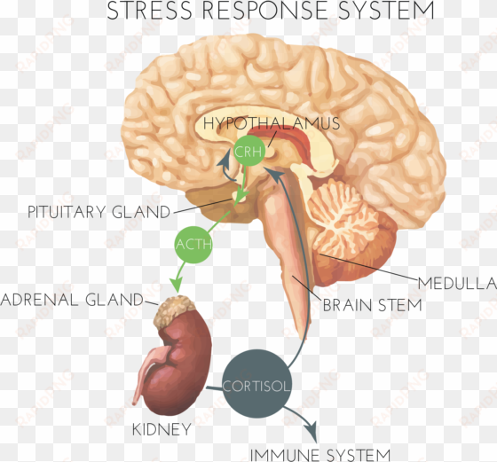 hormones and stress - stress system
