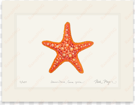 horned sea star - vector graphics