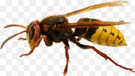 hornet - sršeň png