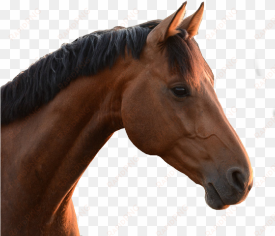 horse head png - horse head no background
