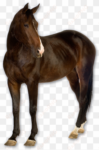 horse png image, free download picture - real horse png