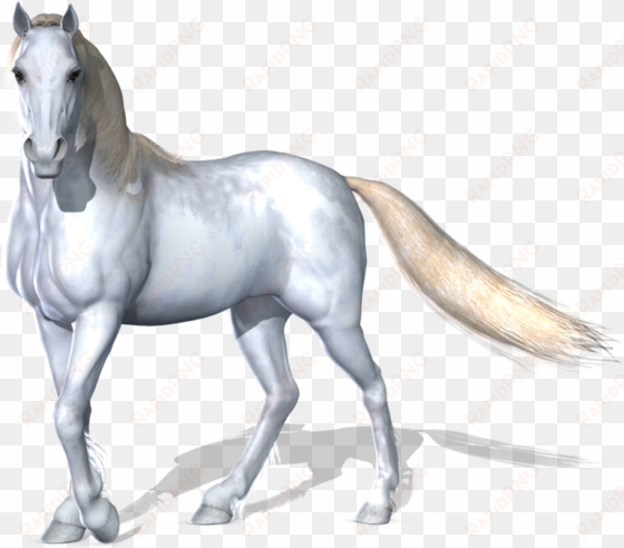 horse png image - white horse images png