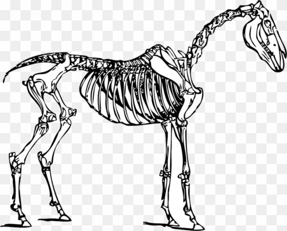 Horse Skeleton Clipart Horse Clip Art - Horse Skeleton Coloring Page transparent png image
