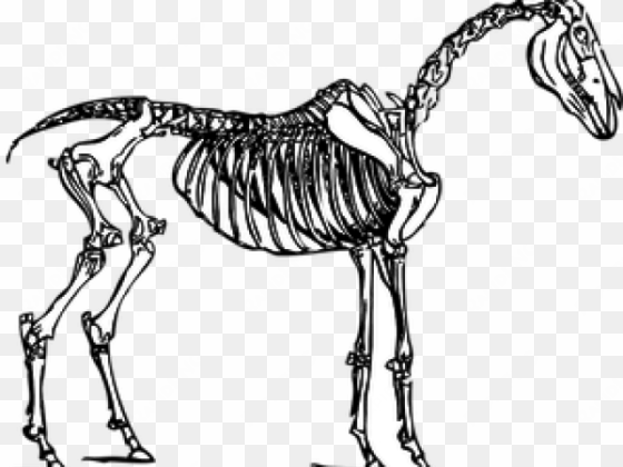 horse skeleton transparent