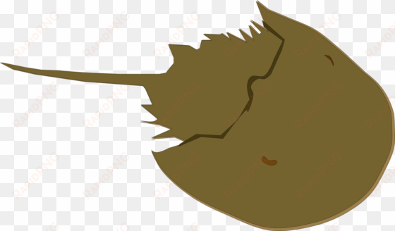 horseshoe crab drawing animal - horseshoe crab clipart