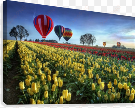 hot air balloons over tulip field canvas print - hot air balloons spring