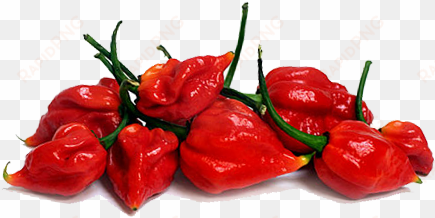 hot habanero chile peppers - habanero transparent