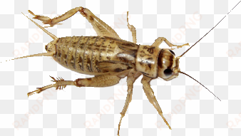 house crickets are the most commonly fed bug out there - banded crickets vs house crickets
