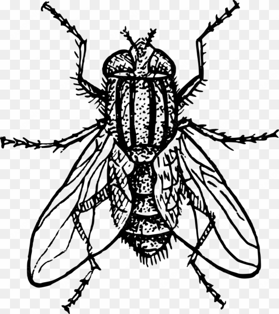 house fly clipart png