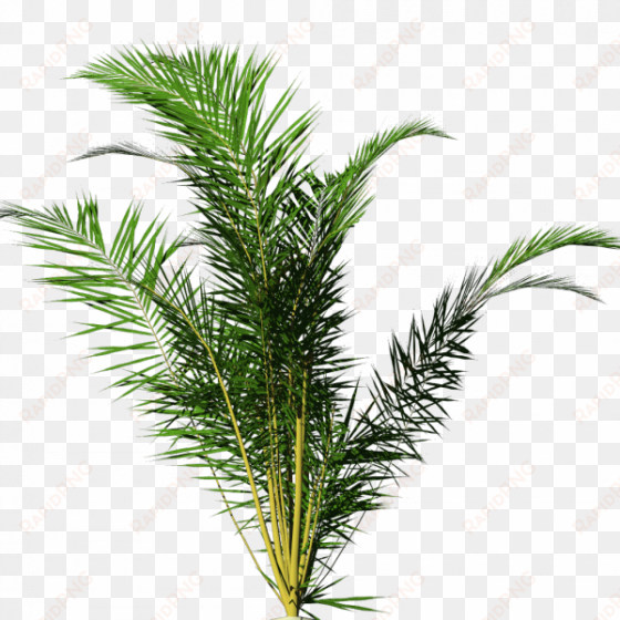 house plant png download - tropical plants png no background