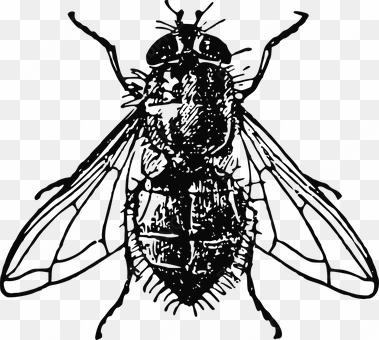 Housefly Insect Fly House Dirty Unhygienic - House Fly Illustration transparent png image