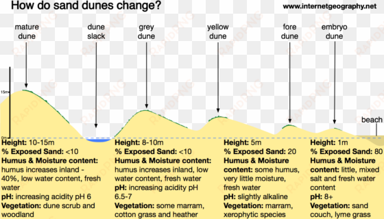 how do sand dunes change with distance from the beach - beach