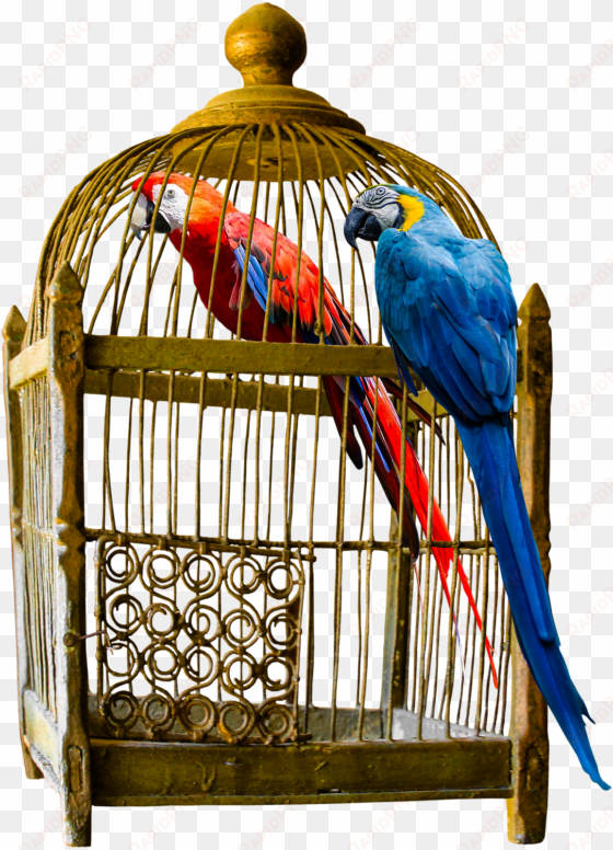 how to choose large bird cage for your friend - vintage cage png