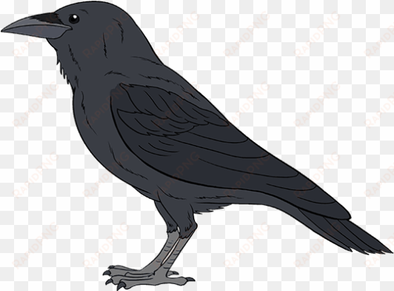 how to draw a raven - raven easy to draw