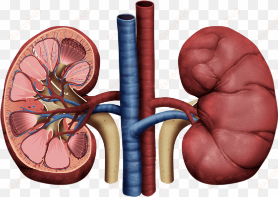 how to draw human kidney the right way in just 10 minutes - glomerular filtration