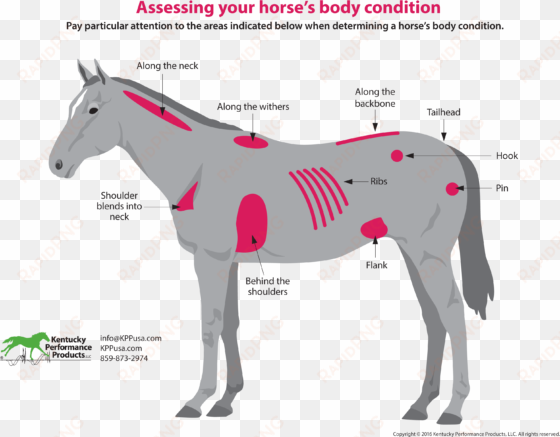 how to evaluate your horses weight - mane