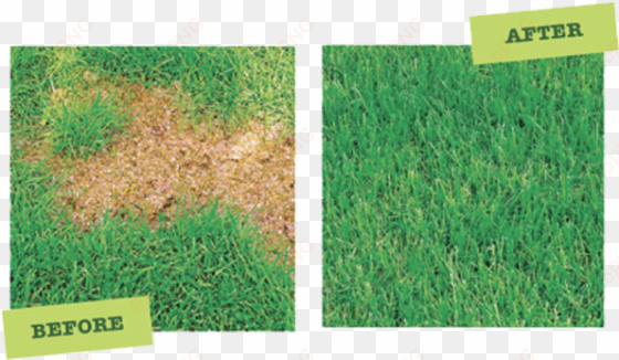how to fix “burn” spots on your lawn or grass - lawn