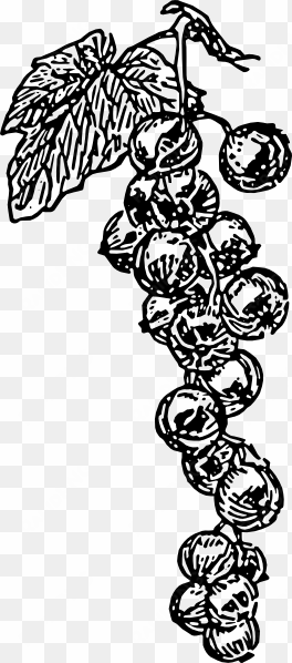 how to set use grape vine clipart