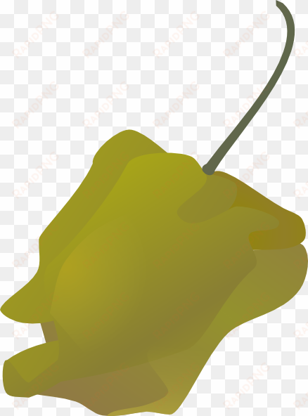 how to set use habanero pepper spicy hot svg vector