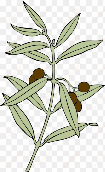 how to set use olive branch clipart