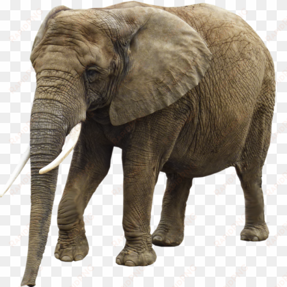 hq elephant png transparent elephant - transparent background elephant png