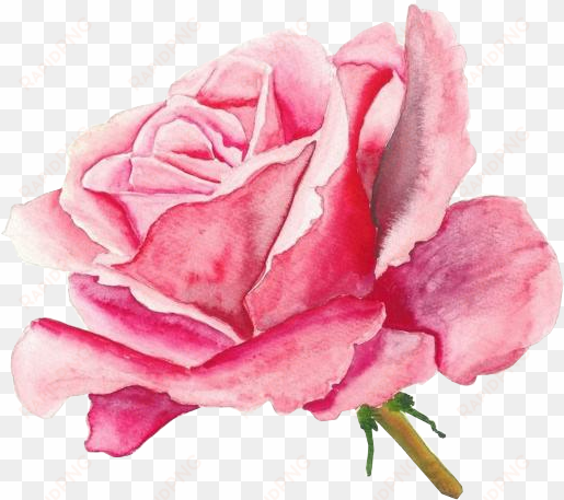 http - //jaehos - tumblr - pack 29 here i am once again - painting of a pink rose