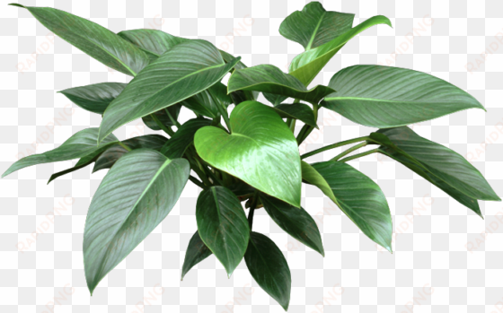 http - //www - houseplant411 - com/wp-content/uploads/ - house plant leaf png