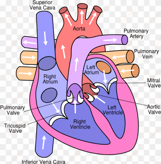 https - //en - wikipedia - org/wiki/template - heart