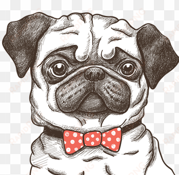 hug a pug coloring book for adults: much loved dogs