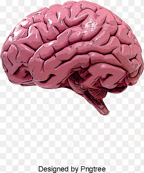 human brain, brain clipart, humanity, brain png and - Мозг Пнг