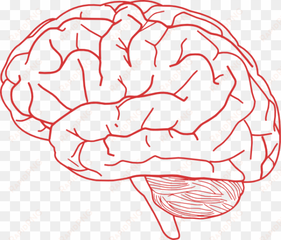 human brain clipart - brain clipart transparent