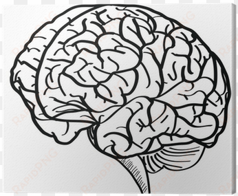 human brain vector outline sketched up - brain vector