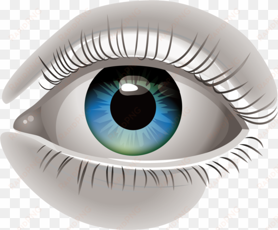 human eye euclidean vector clip art - ojo humano png