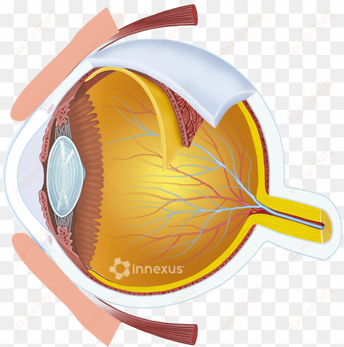 human eyeball - human eye